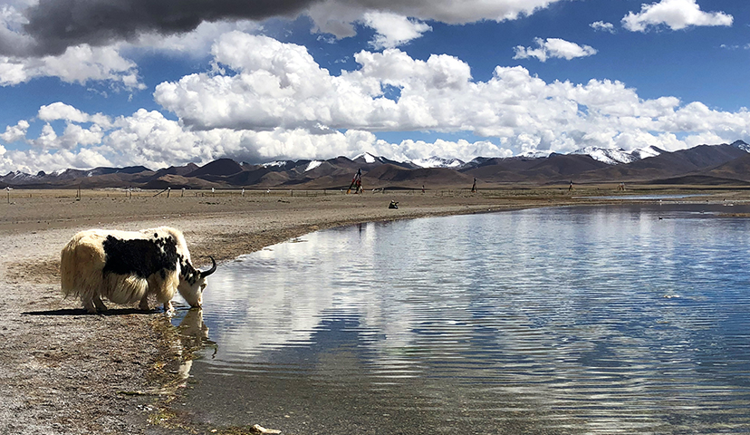 一只牦牛在湖边饮水，安然闲适。云影悠悠，湖水湛蓝，时光在这里驻足了。
